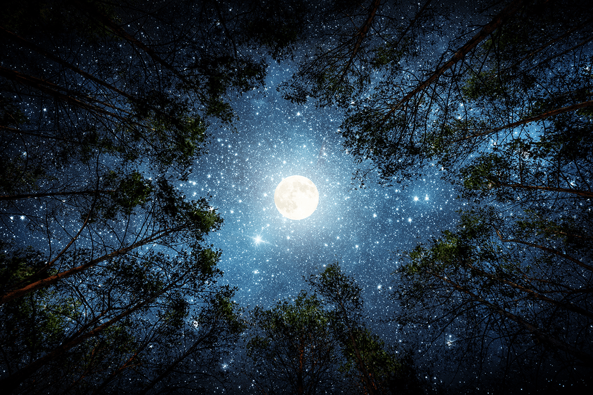 looking from the trees up at the bright moon and stars