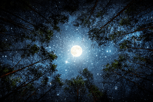 looking from the trees up at the bright moon and stars